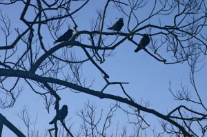 two turtle doves